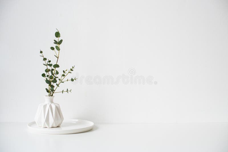 Eucalyptus Branches in White Ceramic Vase on Empty Wall Background