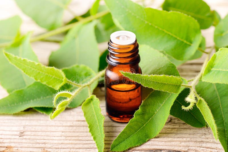 Eucalyptus essential oil in the bottle, with fresh eucalytus leaves royalty free stock images Eucalyptus essential oil in the bottle, with fresh eucalytus leaves royalty free stock images