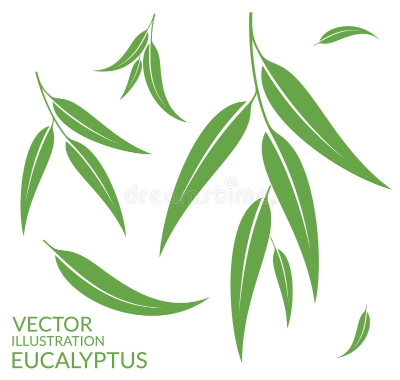 eucalyptus le fond part du blanc illustration stock eucalyptus le fond part du blanc illustration stock