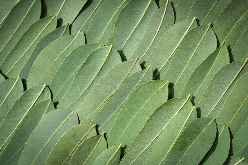 Eucalyptus Leaves Background. Fresh Green Eucalyptus Tree Leaves are