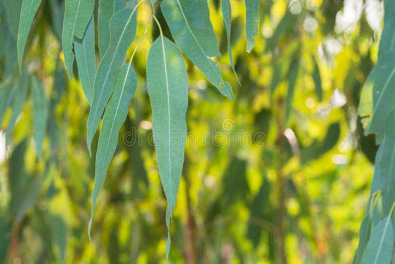 Eucalyptus leaves stock image. Image of background, branch 112540861