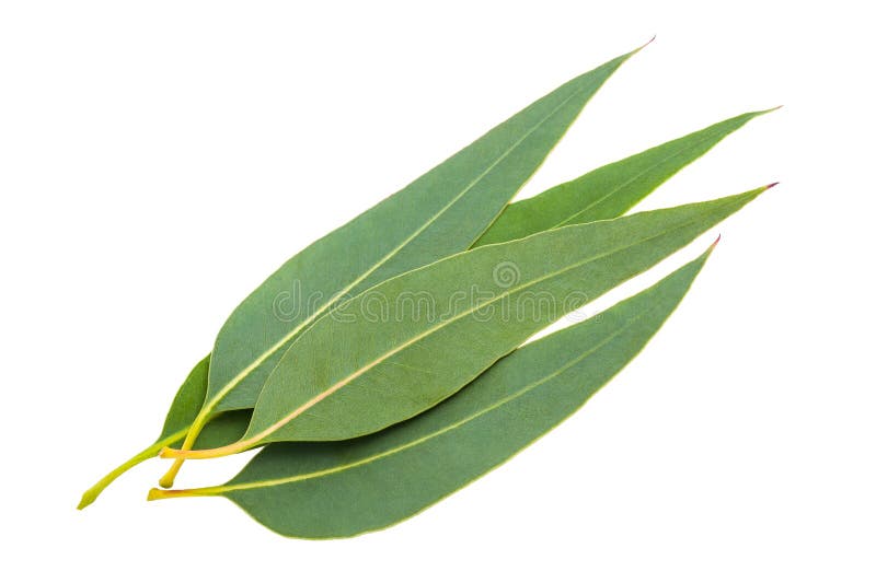 Eucalyptus leaves stock photos Eucalyptus leaves stock photos