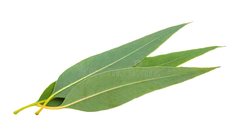 Eucalyptus leaves stock image. Image of green, growth - 44775193