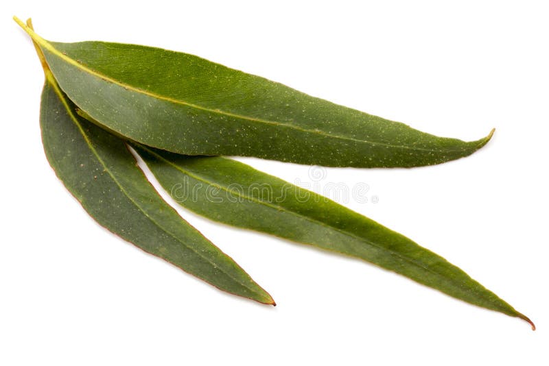 Eucalyptus Leaf Background stock photo. Image of overhead - 11018220