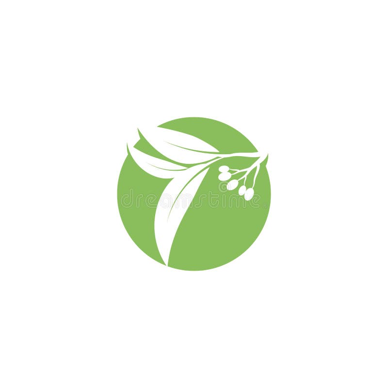 Eucalyptus Leaves Logo Vector Template Stock Vector - Illustration of ...