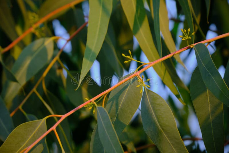 Eucalyptus Leaves Spring Grow Naturally. Eucalyptus Tree Quickgrowing Stock Photo Image of