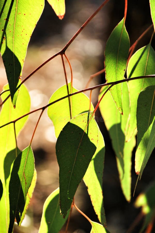 Eucalyptus Leaves Texture Under the Sun in Autumn. Stock Photo Image