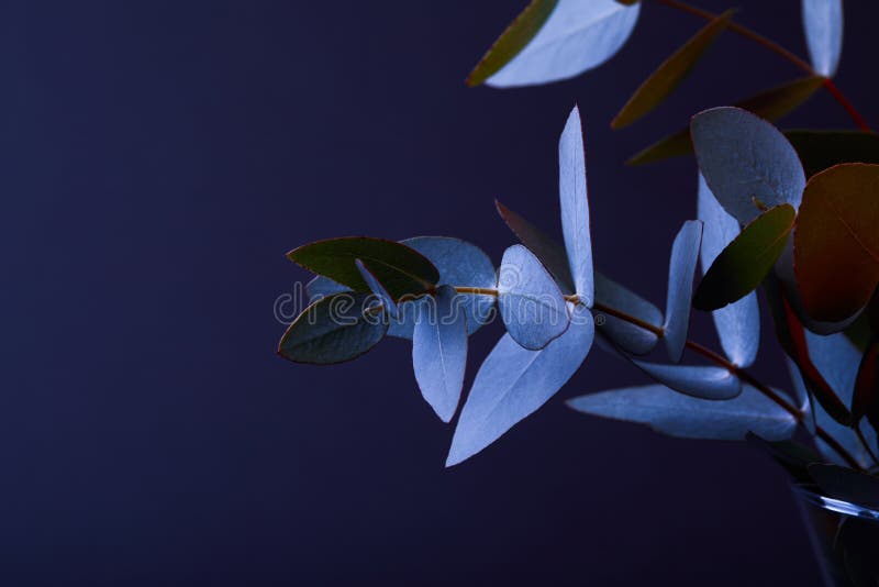 Eucalyptus Leaves on Twigs in Vase Stock Photo Image of leaves