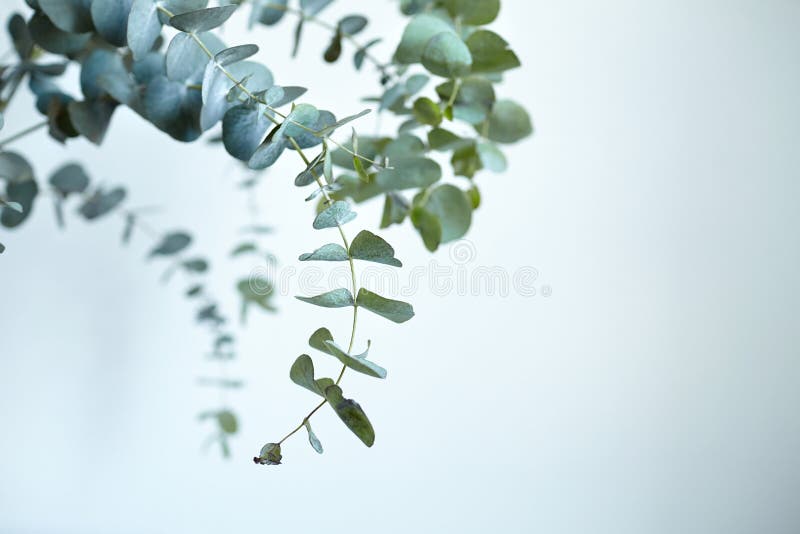 Eucalyptus Leaves on White Wall Background. Fresh Green Eucalyptus