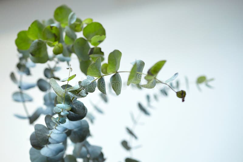 Eucalyptus Leaves on White Wall Background. Fresh Green Eucalyptus