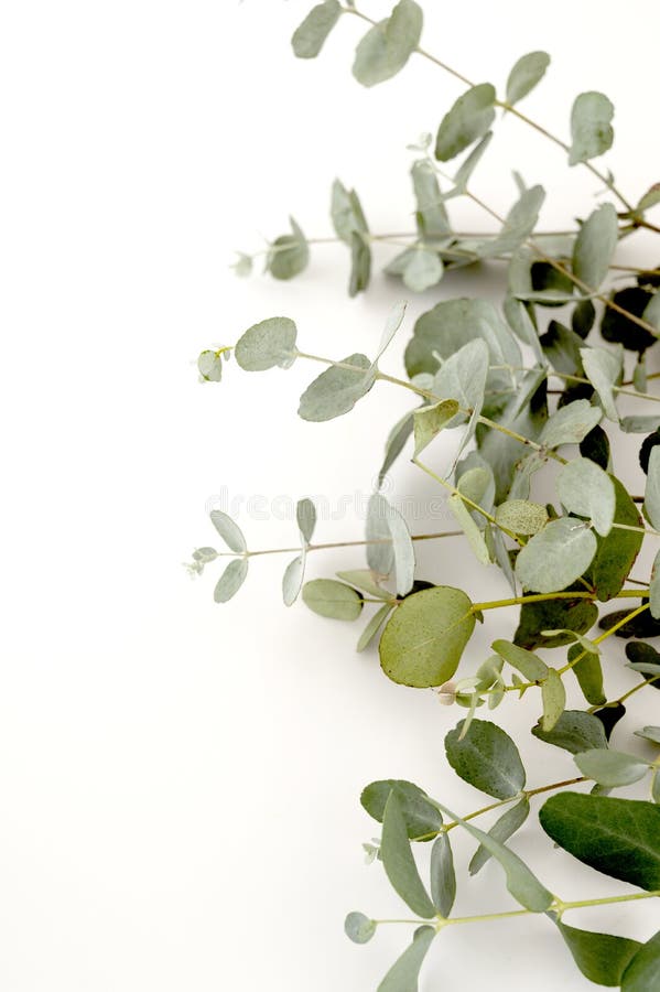 Eucalyptus Live Fresh Green Leaves Isolated on White Background, Copy