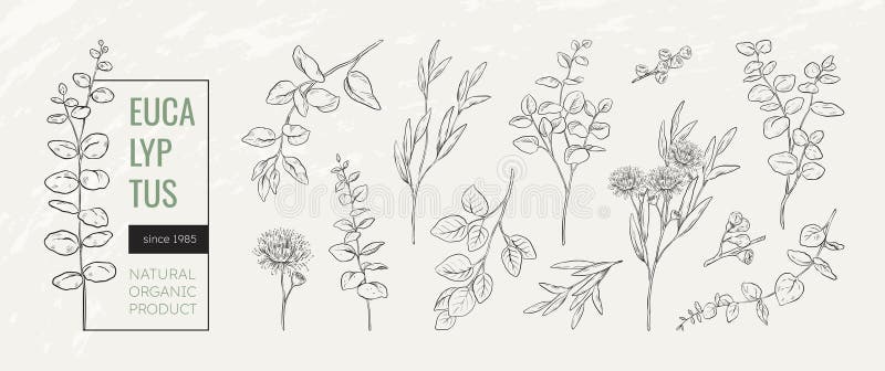 Eucalyptus-logotyp. blomväxtsflorört och minimala grenbladsritade bröllopsramar. dekorativ stock illustrationer