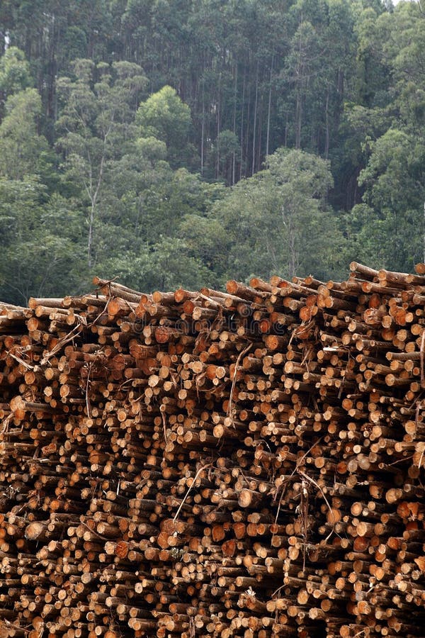 Eucalyptus logs stock photo. Image of timber, vegetation 29712474