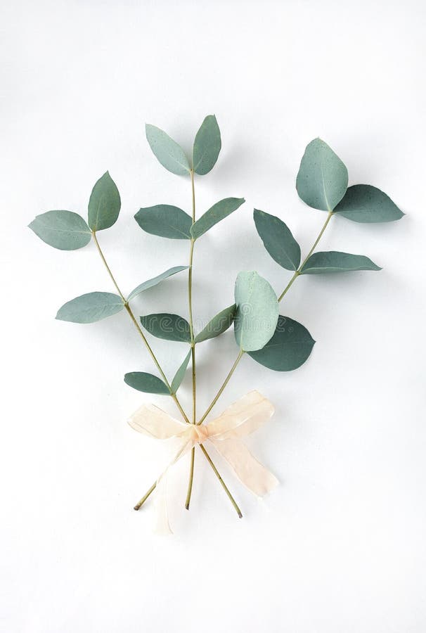 Eucalyptus on white background. Fresh eucalyptus leaves. Flat lay, top view. . Items for Wedding or greeting cards. Eucalyptus on white background. Fresh eucalyptus leaves. Flat lay, top view. . Items for Wedding or greeting cards