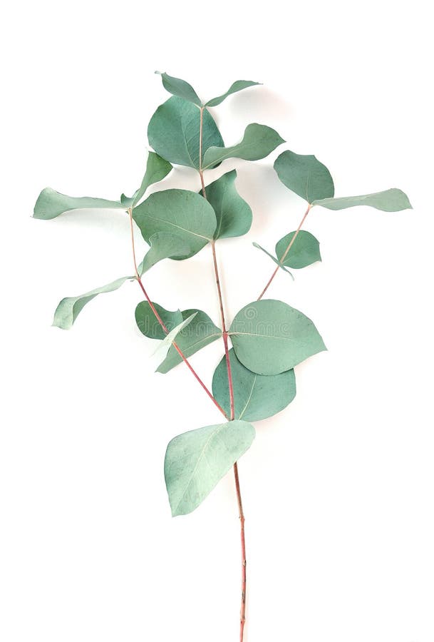 Eucalyptus on white background. Fresh eucalyptus leaves. Flat lay, top view. Eucalyptus on white background. Fresh eucalyptus leaves. Flat lay, top view.