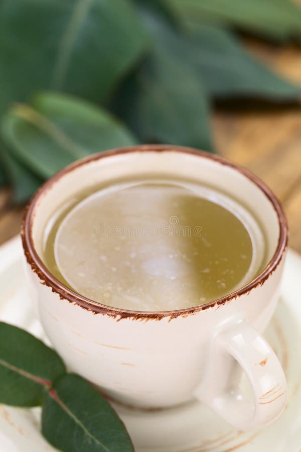 Eucalyptus Tea stock image. Image of natural, beverage 34685205