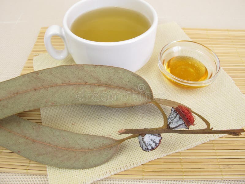 Eucalyptus Tea stock photo. Image of peru, warm, infusion 34395470