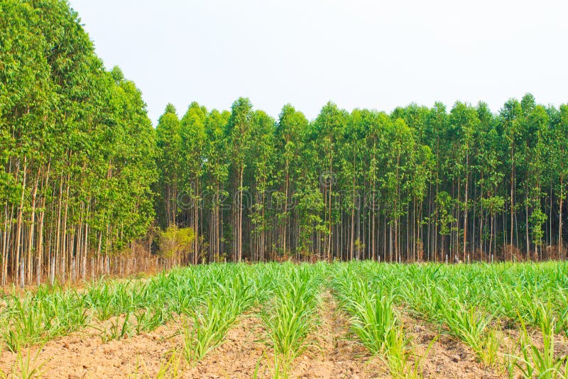 Eucalyptus Tree stock photos
