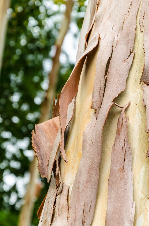Eucalyptus Tree Bark Cracked Stock Photo Image 35271182
