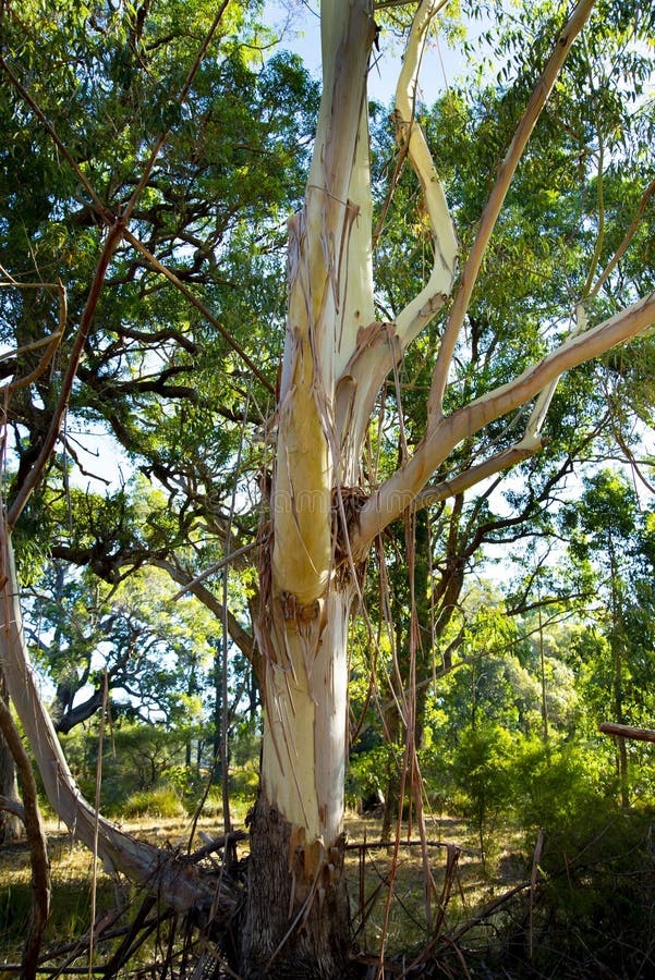 Eucalyptus Tree stock photo. Image of orange, timber 273108612