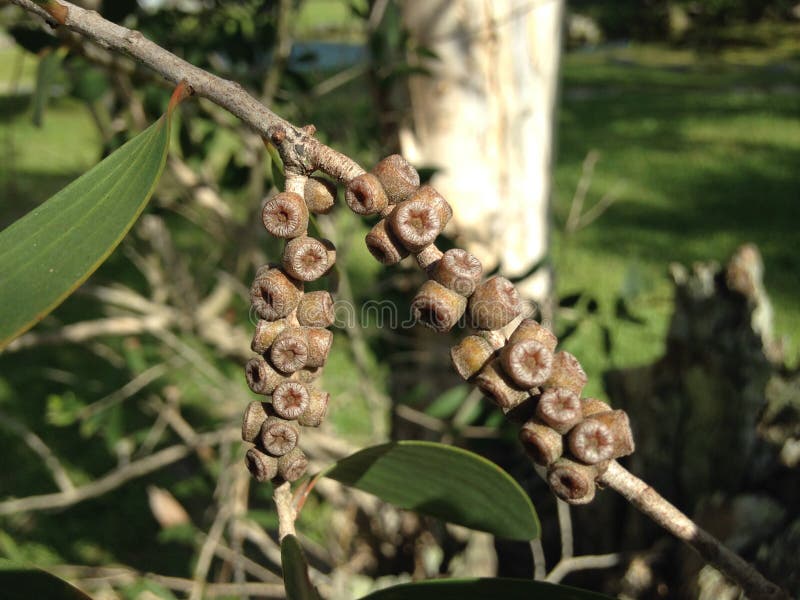 Eucalyptus Tree Branch with Seeds. Stock Image Image of daytona