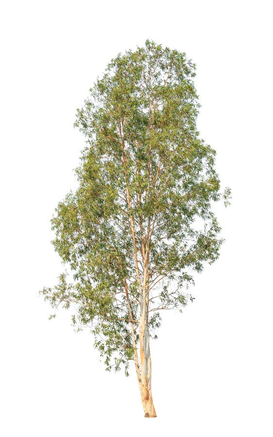 Download Eucalyptus Tree Isolated On White Background Stock Image - Image of outdoor, majestic: 39512343