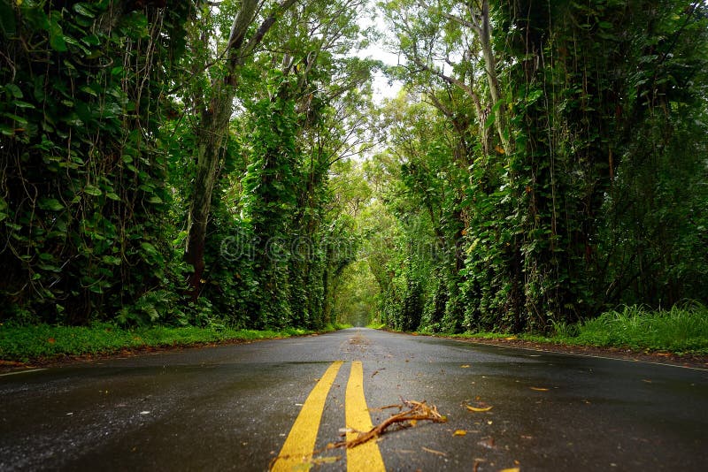 Eucalyptus Tree Tunnel Near Koloa Town on Kauai Stock Photo - Image of ...