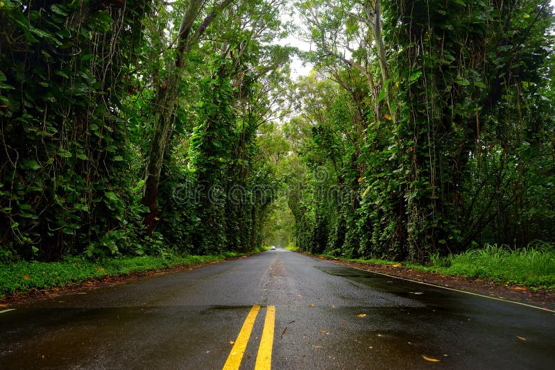 Eucalyptus Tree Tunnel Near Koloa Town on Kauai Stock Photo - Image of ...