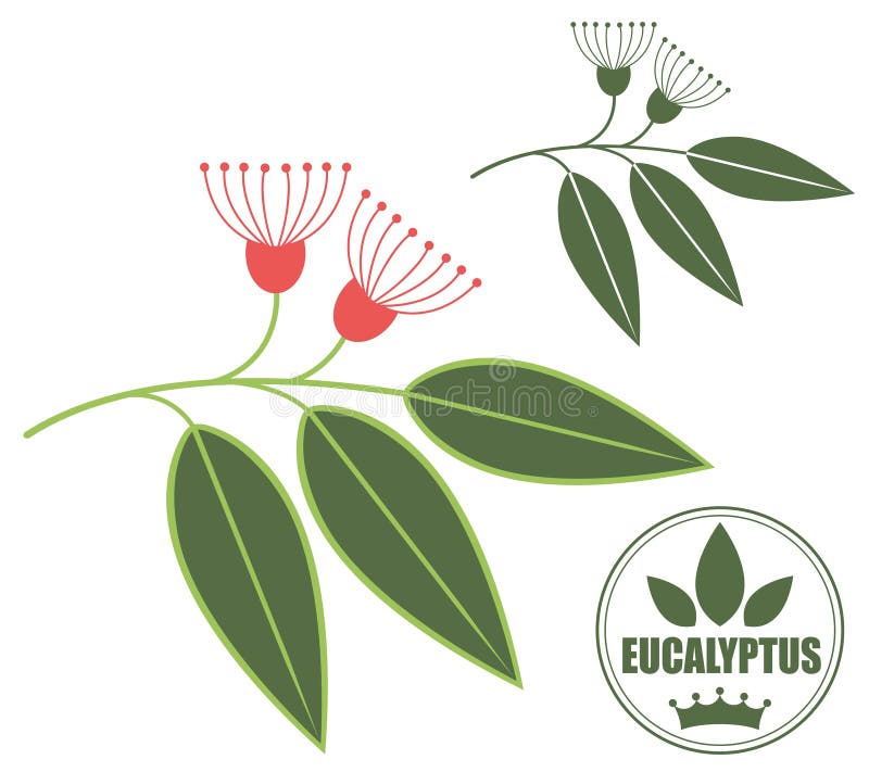 Eucalyptus royalty free illustration.