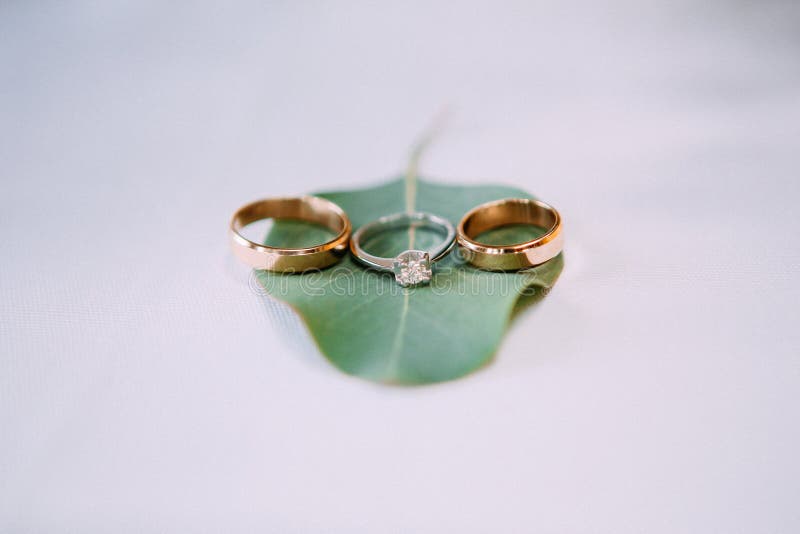 Eucalyptus vert de feuille d'anneaux de mariage photos libres de droits Eucalyptus vert de feuille d'anneaux de mariage photos libres de droits