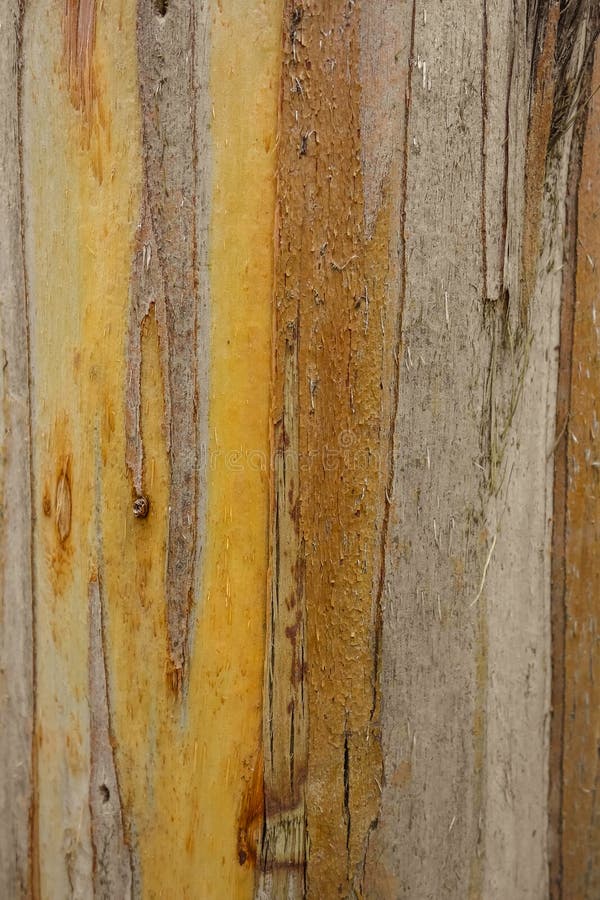 Eucalyptus wood texture stock photo. Image of brown 274734384
