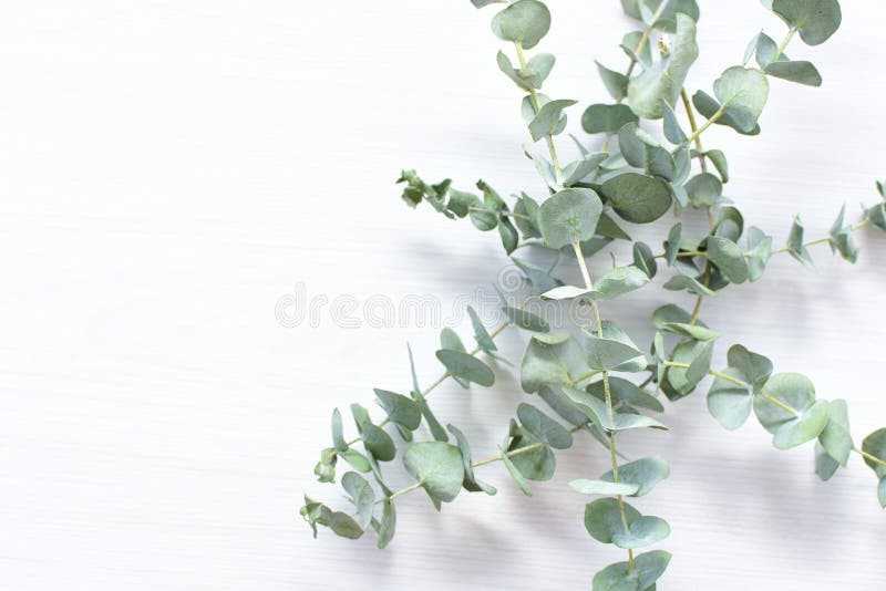 Eucalyptus ή eucalyptus eucalyptus αποξηραμένα πράσινα φύλλα στο κορμί και χαλαρά. Eucalyptus ή eucalyptus eucalyptus πράσινα ξηρά φύλλα εντός του κορμού και χαλαρά σε ανοιχτό φόντο