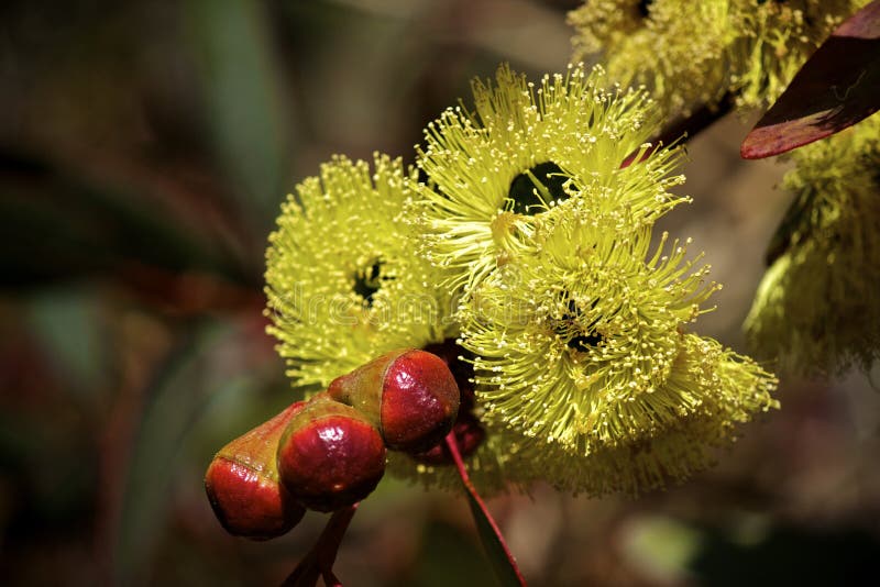 Eucalyptusen blommar den gummiphilips floden