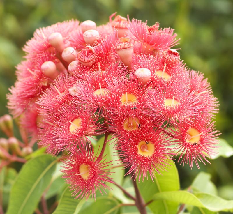 Eucalyptusen blommar treen för red för gummiphytocarpapinken