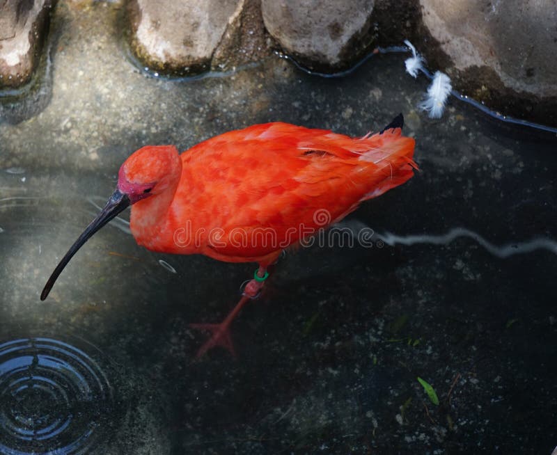 Eudocimus ruber bird native to South America; It is the national bird of Trinidad and Tobago and prominently featured on its coat. Of arms. wild animal stock photography Eudocimus ruber bird native to South America; It is the national bird of Trinidad and Tobago and prominently featured on its coat. Of arms. wild animal stock photography