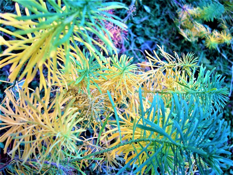 Eufórbio Cyparissias, cores de um tutti no outono imagem de stock royalty free Eufórbio Cyparissias, cores de um tutti no outono imagem de stock royalty free