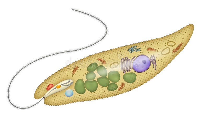 Anatomy of a euglena stock illustration