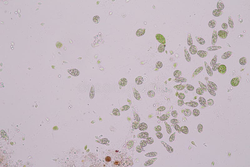 Euglena is a genus of single-celled flagellate Eukaryotes under microscopic. royalty free stock image Euglena is a genus of single-celled flagellate Eukaryotes under microscopic. royalty free stock image