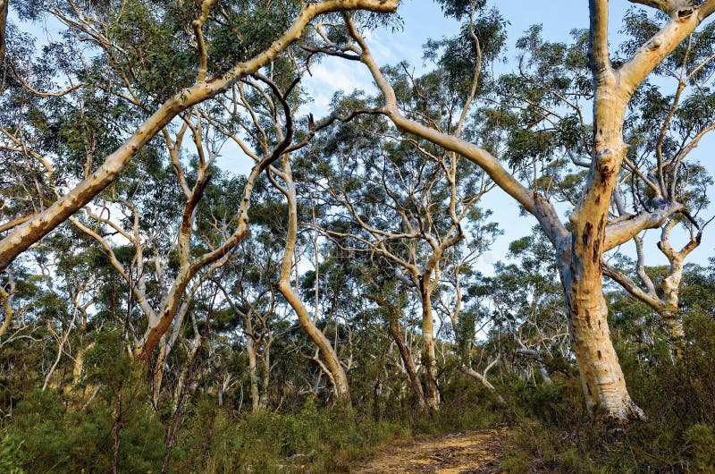 Eukaliptusowi drzewa w Australijskim krzaku