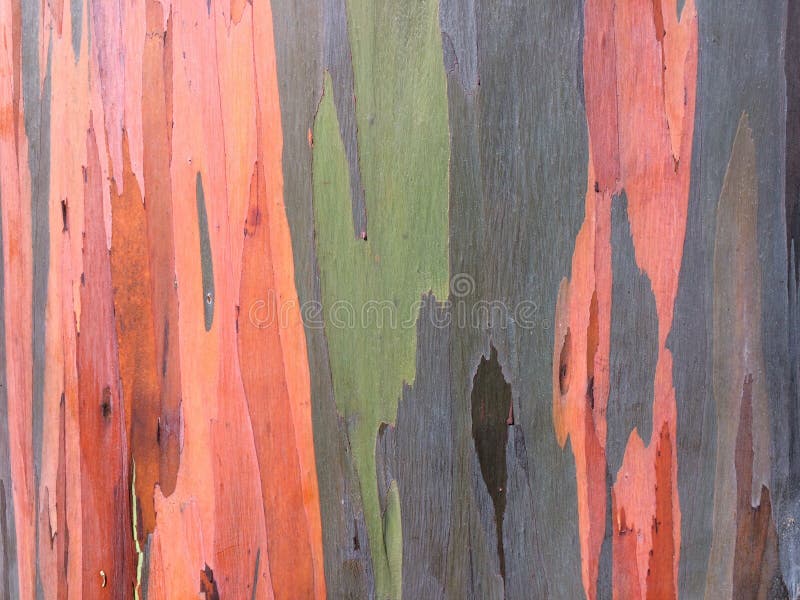 Regenbogenbaum Stockfoto Bild Von Ackerland Lichtbogen 16333076