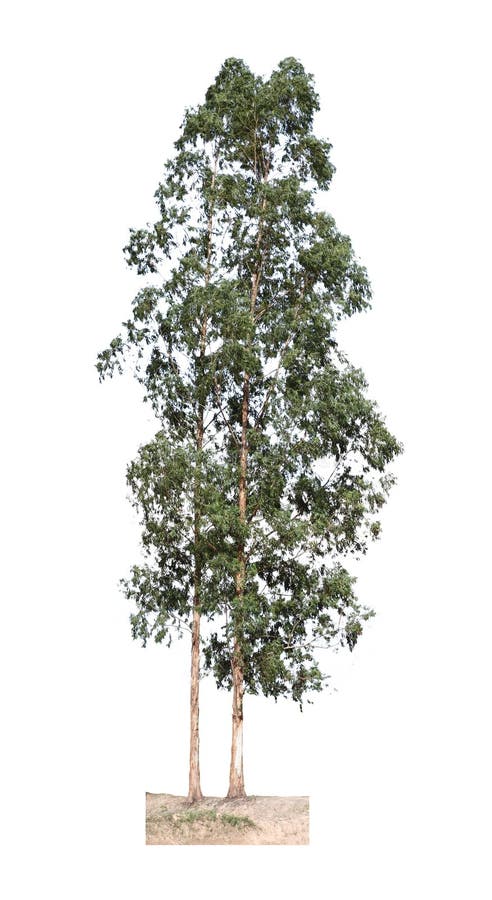 Eukalyptusträd fotografering för bildbyråer Eukalyptusträd fotografering för bildbyråer