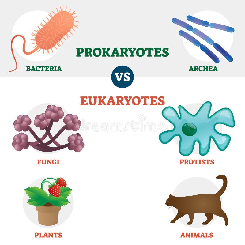 Eukaryote Vs Prokaryote Cell Type Organisms Educational Set Stock Vector -  Illustration of microbiology, bacillus: 170089200