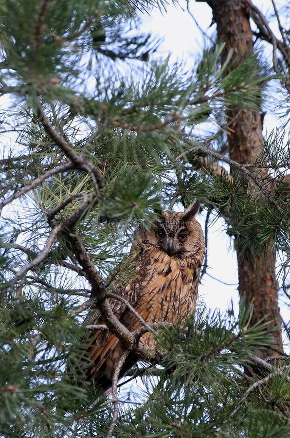 Great Horned Owl Standing on a Log. Great Horned Owl Standing on a Log