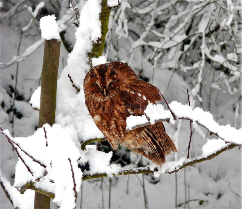 Eule im Winter stockbild. Bild von schnee, tzen