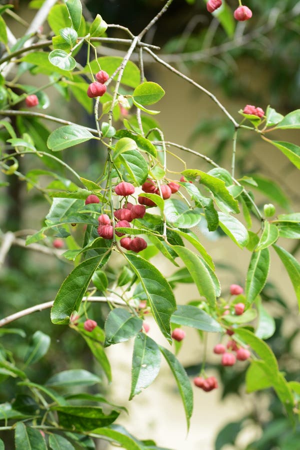 Euonymus Sieboldianus Fruits Stock Image - Image of berry, autumn ...