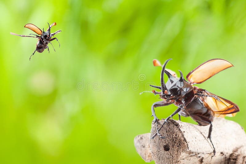 Eupatorus gracilicornis or Hercules beetles royalty free stock photo Eupatorus gracilicornis or Hercules beetles royalty free stock photo