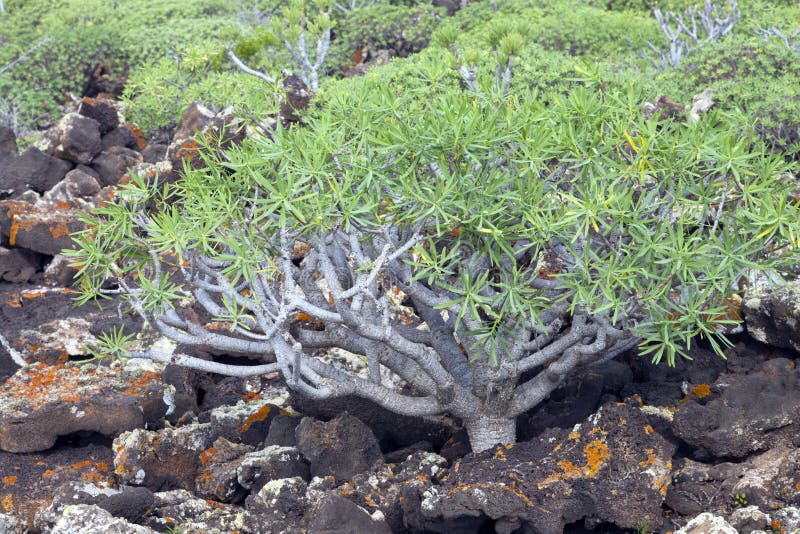 Euphorbia balsamifera plants growing in volcanic lichen covered black rock