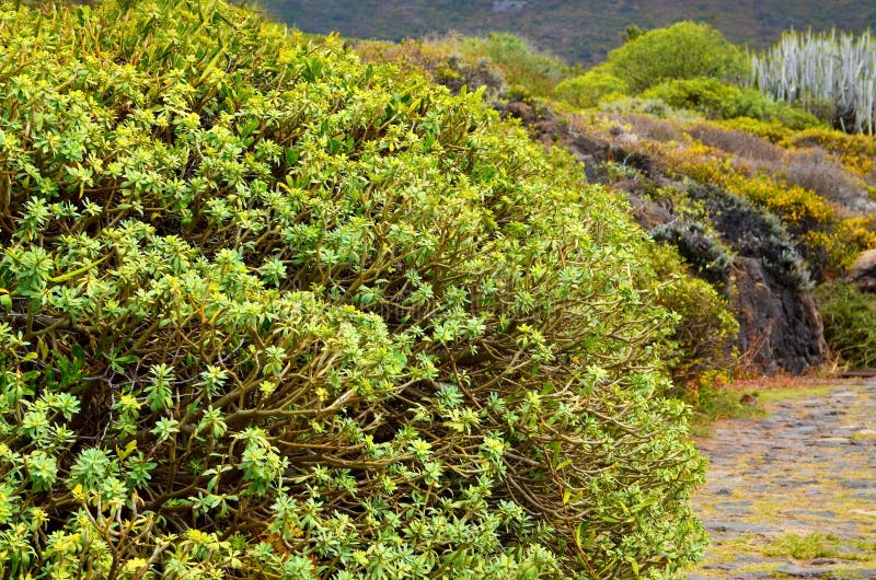 Euphorbia balsamifera or Tabaiba dulce plant native to Canary Islands and the symbol of the island of Lanzarote. stock images