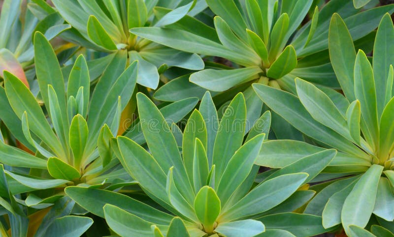 Euphorbia balsamifera or Tabaiba dulce plant native to Canary Islands and the symbol of the island of Lanzarote. stock image