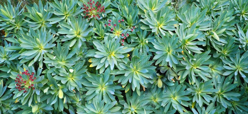 Euphorbia balsamifera or Tabaiba dulce plant native to Canary Islands and the symbol of the island of Lanzarote. royalty free stock photo